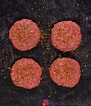 nutrient dense beef 